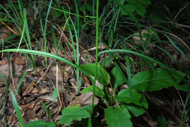 Campanula persicifolia